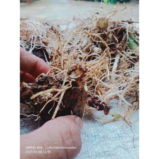 Umbi Bộ Đồ Chơi Pict Ba Màu