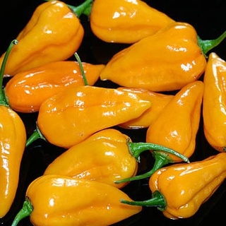 Hạt ớt giống Bonda
