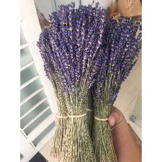 Hoa Lavender Pháp 150 nhành