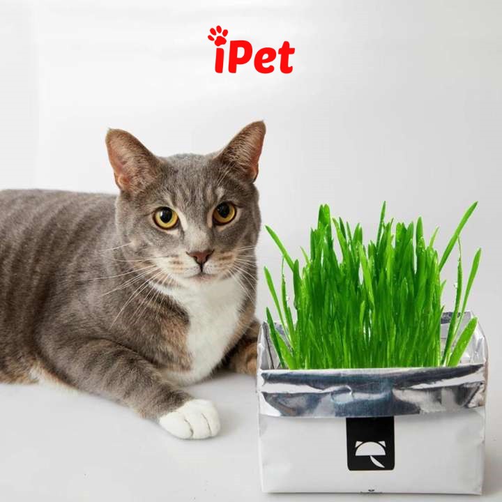 Combo Hạt Giống Cỏ Mèo Và Đất Trồng (Tặng Kèm Chậu Trồng) - iPet Shop