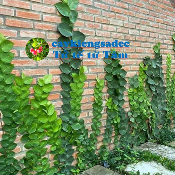 caykiengsadec - Dây leo Tắc kè thái+ tặng phân bón - hoa kiểng lá-trang trí nội thất cảnh quan sân vườn ngoài trời