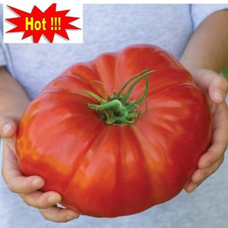 Hạt giống Cà chua khổng lồ 1kg (20 hạt)