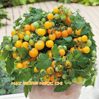 Hạt Giống Cà Chua Lùn Vàng - 30 Hạt