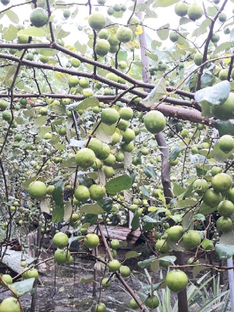 Cây giống táo Thái Lan