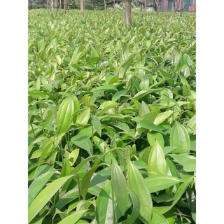 Cây quế giống combo 10 cây