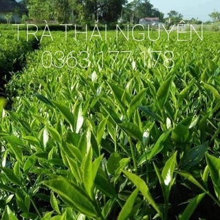 TRÀ THÁI NGUYÊN 500GR