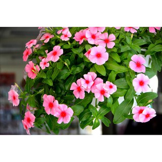 HẠT GIỐNG HOA DỪA CẠN RŨ