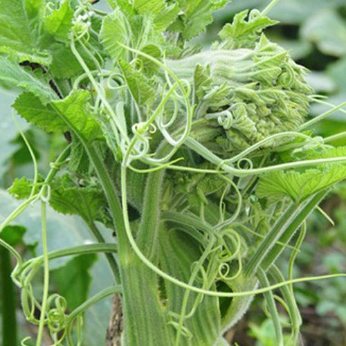 Phân bó lá Đầu Trâu MK 501 400gram giúp cây ra chồi mạnh