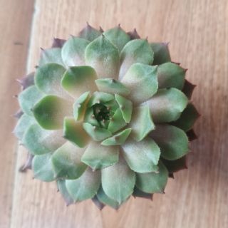 9 Loại sen đá Phật Bà