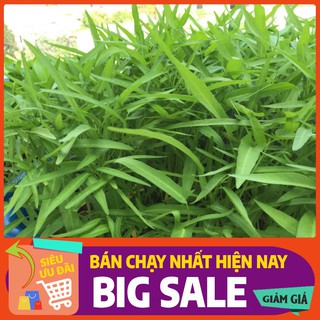 Hạt giống rau muống la tre Thái Lan gói 20 gram tặng 1 phân bón