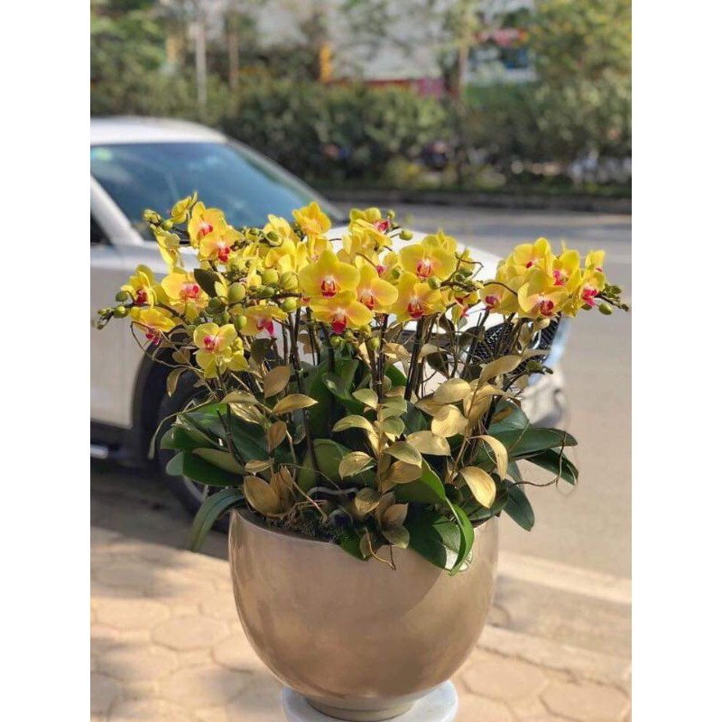 Bình hoa composite cắm lan ang 2