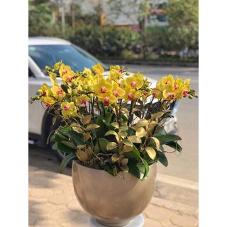 bình hoa composite cắm lan ang 2