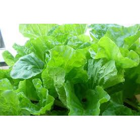 1 Lạng HẠT GIỐNG RAU CẢI BẸ DÚM
