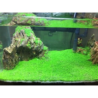 Hạt Giống Thủy Sinh - Cây Trân Châu Lá Nhỏ