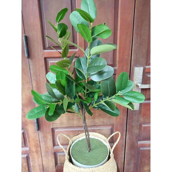 Cây giả - Cây kim tiền, cây phát lộc, cây hạnh phúc 1m kèm chậu,decor siêu đẹp