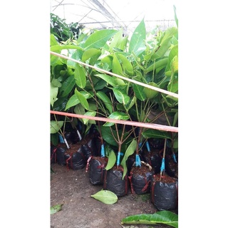 CÂY MẬN XANH TAM HOA