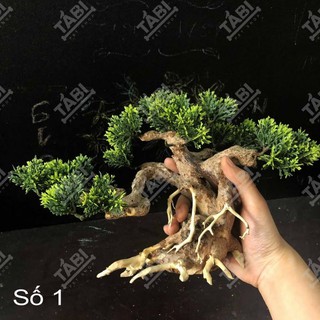 🌲 Cây Lũa Bonsai Thủy Sinh [Gỗ Lũa Thật Gắn Lá Nhựa]