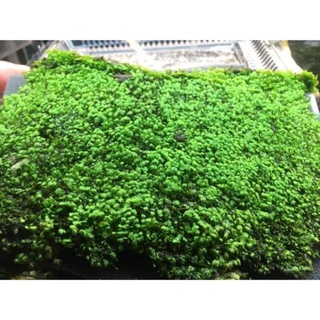 Mini fiss trải nền cho hồ thuỷ sinh ,trang trí hồ cá
