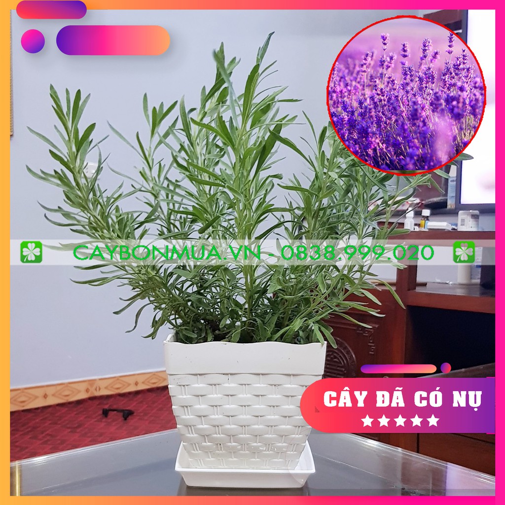 [HOT] Cây Oải Hương Lavender đã có nụ như hình, cây phát triển tốt, hoa rất đẹp, mùi hương rất thơm.