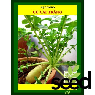 Hạt Giống Củ Cải Trắng 50 Gram