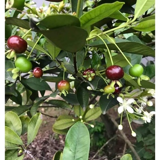 Cây cherry brazil chịu nhiệt (Ảnh cây tại vườn nhà mình)