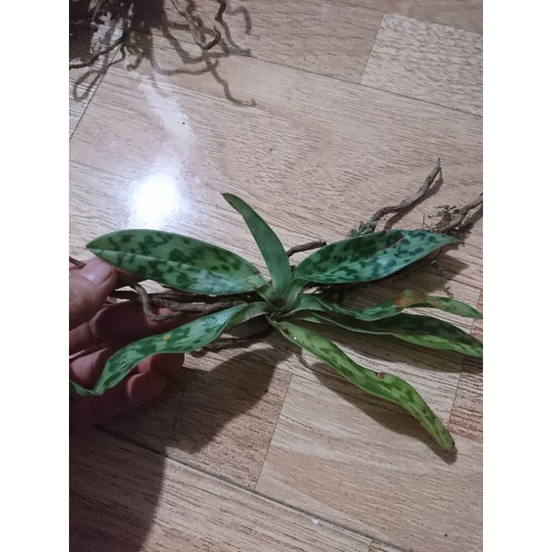 Lan hài táo 1 cây