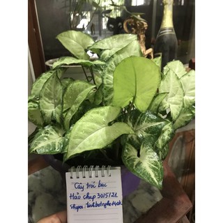 cây tróc bạc ( trầu bà trắng)