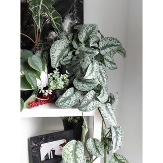 Chậu mềm Trầu Bà Exotica/ Trầu lụa/ Pháp🌸