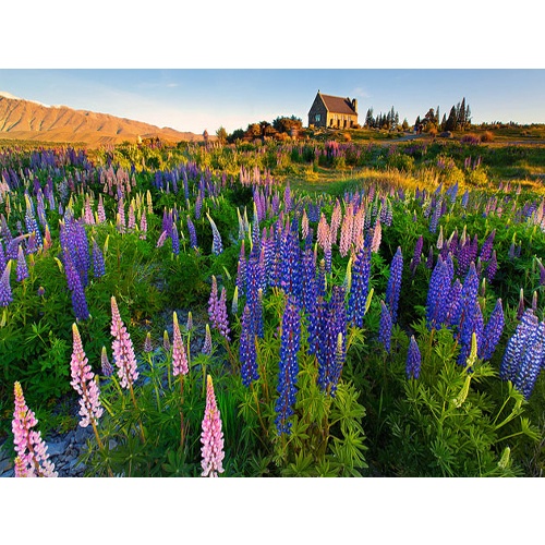 (Gói 60 hạt)Hạt Giống Hoa Đậu lupin -Dễ Trồng, Hoa Nở Đẹp