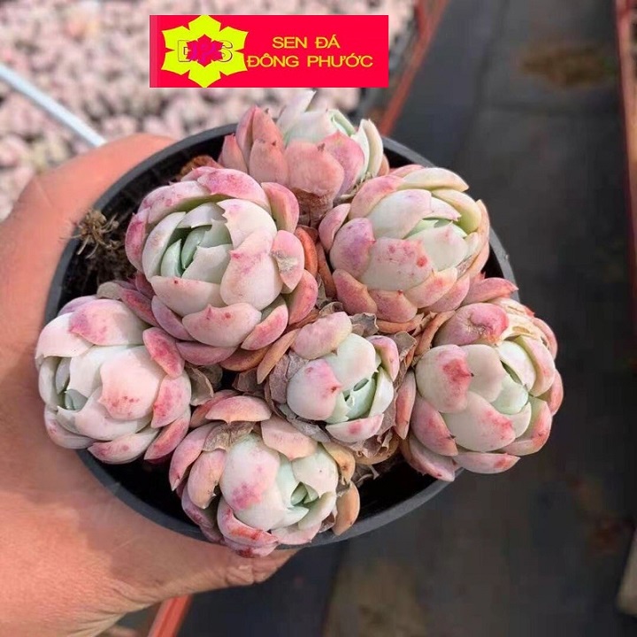 Sen đá Hải ly hồng chậu trung - Sen đá Xương rồng, cây phong thuỷ, văn phòng đẹp