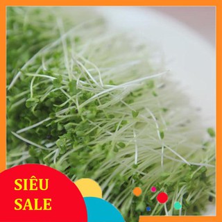 Hạt Giống Rau Mầm Cải Ngọt - Dễ Trồng, Giòn, Ngọt, Dinh Dưỡng Cao THU THUY