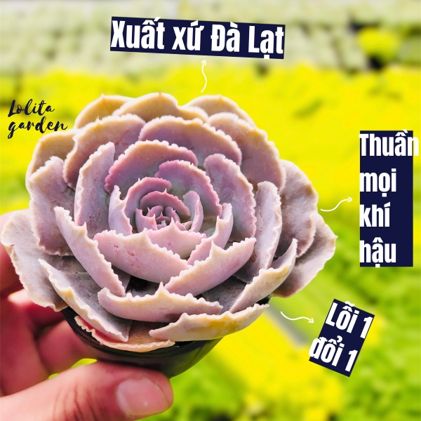 SEN ĐÁ BẮP CẢI LIGHT PURPLE SIZE BÉ, HÀNG ĐÀ LẠT, SIÊU XINH SIÊU KHỎE, LỖI 1 ĐỔI 1