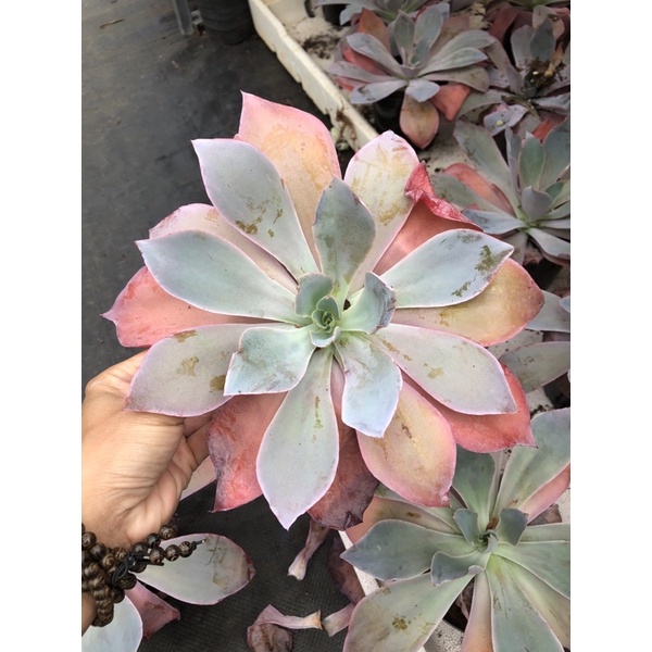 Sen đá Hạc Hồng 20cm