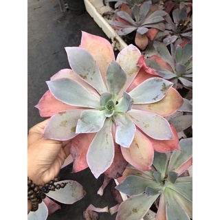 Sen đá hạc hồng 20cm