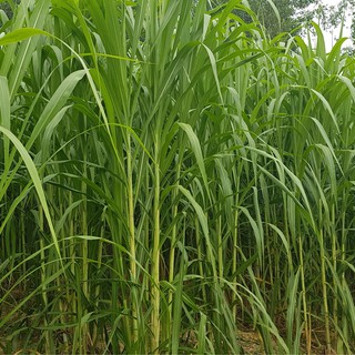 Hạt giống cỏ voi lai - gói 2kg - cỏ siêu năng suất