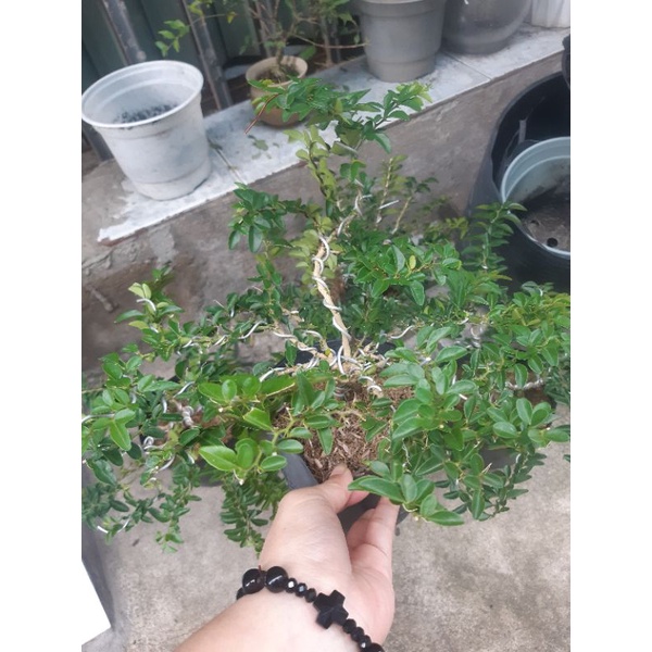 Cây kim quýt THÁI bonsai