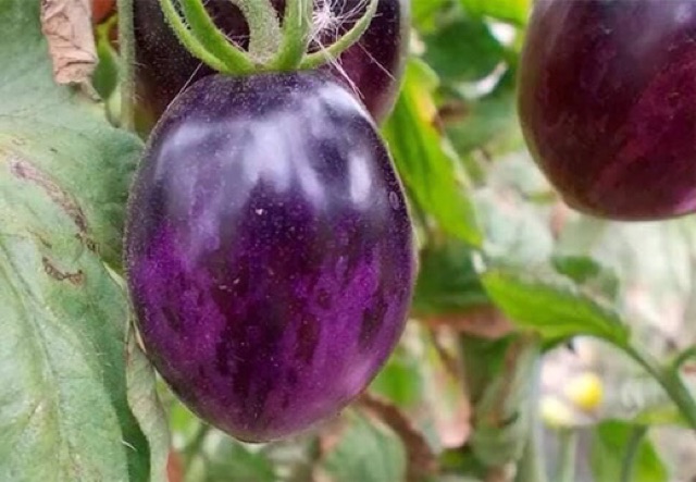 [ Big Sale ] Hạt giống cà chua tím (purple tomato)