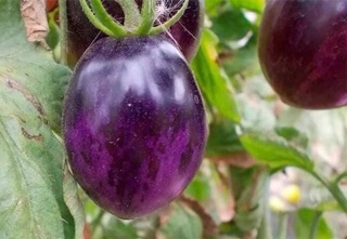 Hạt giống cà chua tím (purple tomato) - HGNK