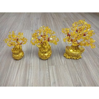 Cây tài lộc may mắn