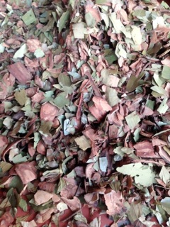 Lá thuốc tắm bà đẻ