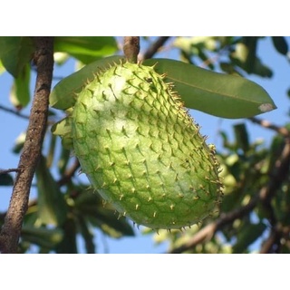 CÂY GIỐNG MÃNG CẦU XIÊM (CÂY GHÉP CHO TRÁI SIÊU SỚM)