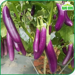 Hạt giống cà tím quả dài