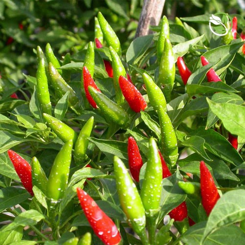 Hạt Giống Ớt Chỉ Thiên Siêu Cay F1 PN-168 Phú Nông - Gói 0.1g - Hot Pepper