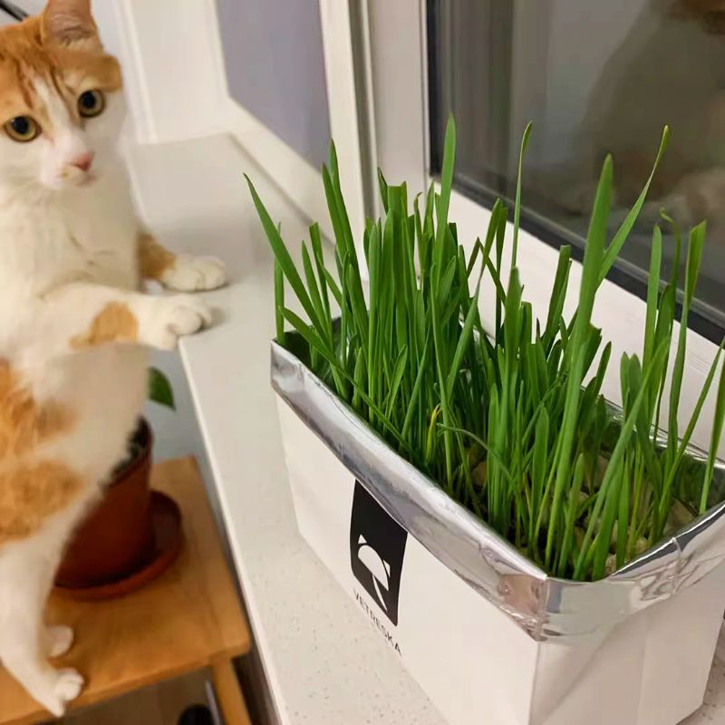 Cỏ Mèo Tự Trồng Cat Star - 1 Gói