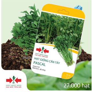 27.000 HẠT GIỐNG CẦN TÂY PASCAL CỦA EAST-WEST SEED (HAI MŨI TÊN ĐỎ)