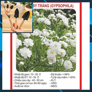 Hạt giống hoa baby trắng 100 hạt tặng bộ làm vươn mini