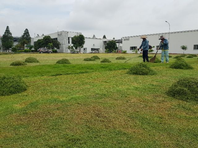 Cỏ nhung 1m2 cỏ kiểng trang trí sân vườn, hoa viên