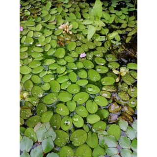 Bèo Tai chuột thủy sinh