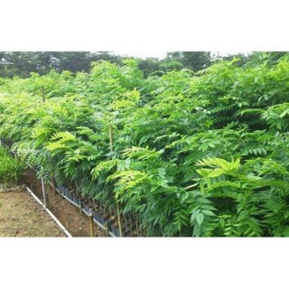 COMBO 5 CÂY GIỐNG SƯA ĐỎ 70K
