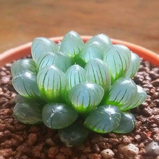 Hạt giống Sen đá Kim Cương